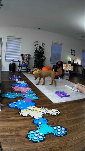 This was amazing! What do you think your puppies and kitties would talk about? I have tons of resources to help you teach them to communicate with buttons on my website 🤗 including the book I wrote and discount codes for the buttons we love. Tons of enrichment ideas too jenfarrer.com #dogenrichment #enrichmentfordogs #talkingdog #dogmom #AIC #smartdog | Pharaby the Talking Service Dog