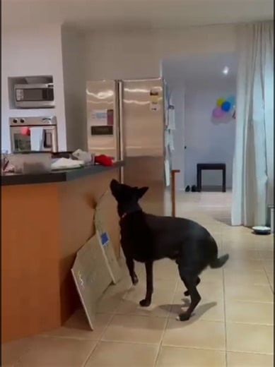 Jimmy's Hide and Seek Adventure with Kelpies