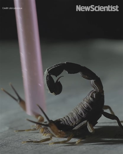 This Colombian scorpion is new to science and can spray the venom from its stinger up to 35 centimetres away rather than always having to inject it. Read more: https://www.newscientist.com/article/2459777-newly-identified-scorpion-species-spits-venom-to-defend-itself/ | New Scientist