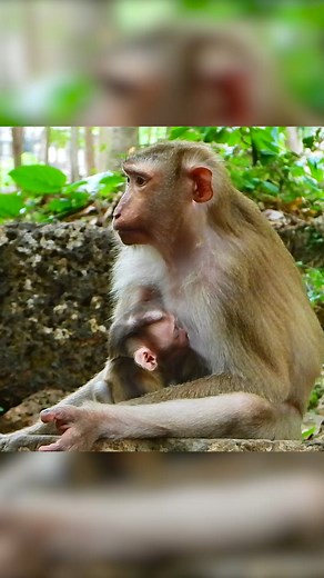 Lovely baby monkey | Monkey Magic