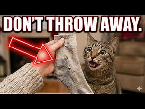 10 Cheap DIY Cat Hacks That Actually Work (Vet Approved)