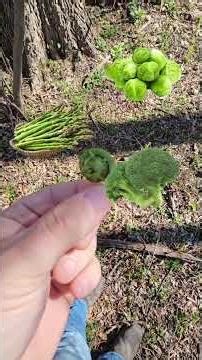 Have you tried these delicious wild spring veggies? 🌱#outdoors #foraging #wild #pennsylvania #nature