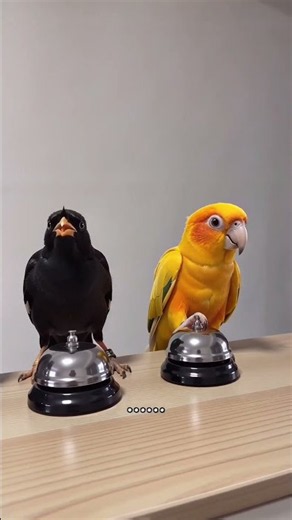 parrot 🦜 mujhe khana nhi diya