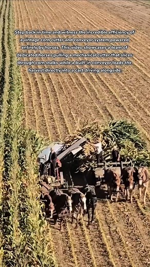 Vintage Horse-Powered Corn Harvesting! 🌽🐎 #vintage #farming #farmer #village #villagelife #horse