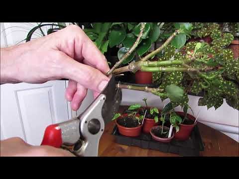 How to prune and take cuttings from Kalanchoë blossfeldiana