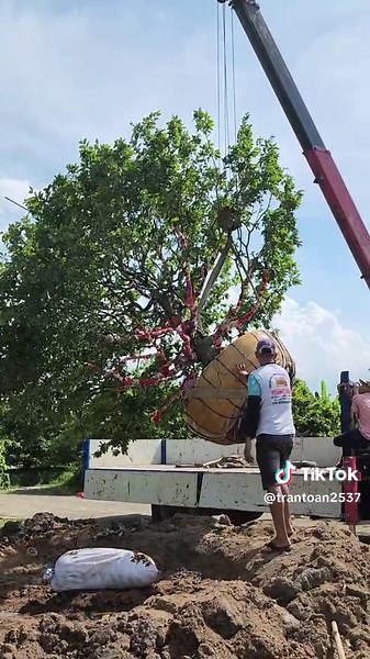 Crane Lifts Large Tree for Transplanting