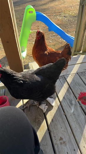 Bawk bawk #backyardchickens #chickensoftiktok #chickens
