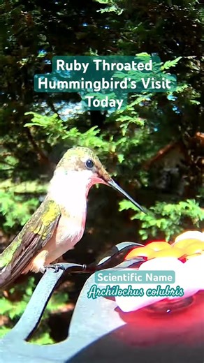 Ruby’s Tiny Chirp Sipping Through Fresh Sugar Water #birdlovers #backyardbirding #gardenerslife