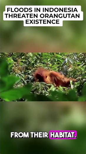 Floods in Indonesia threaten orangutan existence