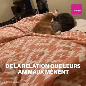 806K views · 39K reactions | Ce petit chien et ce petit chat sont si proches qu'ils aiment faire la sieste ensemble. Ils passent leur temps à s'allonger et à se blôttir l'un à l'autre en se donnant de l'amour et de l'affection. | Social | Facebook