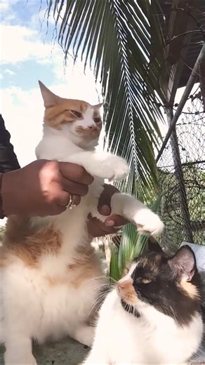 Miki baila y Miku lo mira😻😹🤔