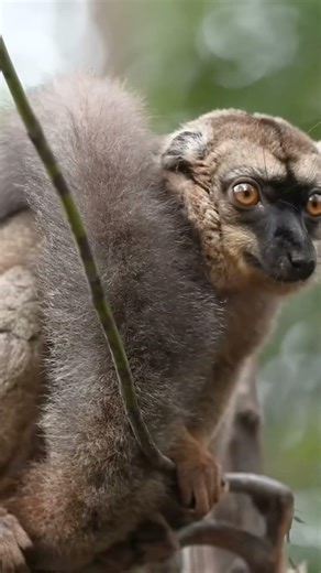 80 Million Years of Solitude. Why is Madagascar like another planet? #Madagascar #Lemurs Part 6