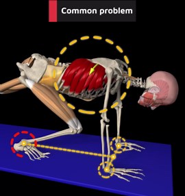 Muscle and Motion on Instagram: "Have you ever found yourself struggling with the lizard pose?🦎 You're not alone. Many of us face a common challenge: advancing our front leg with full range. The cause? Often, it's a weakness in the scapular protractors. 🚫🦵 The path into the lizard pose starts from the grounding dog pose. We must push our chest up to make room for our legs by protracting the scapula. This push helps create the space we need. But it's tough to make enough room if we don't have 