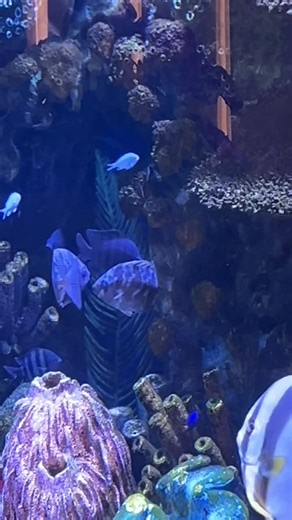 Jessica So (@jessicasowhat)’s videos with Dreaming Fairy Harmony - Yah