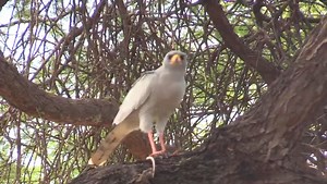 Eastern Chanting-Goshawk Melierax poliopterus eating an Agama Lizard | Gamewatchers Safaris & Porini Camps