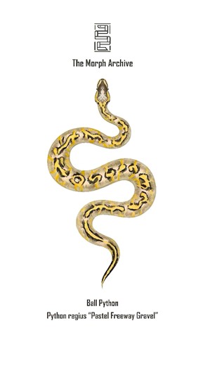 Illustration of the Pastel Freeway Gravel Ball Python by The Morph Archive / Mingo Art
