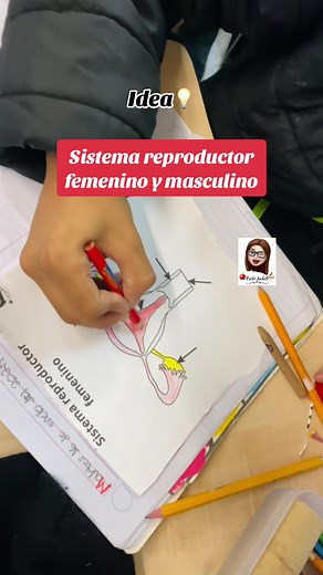 Actividades Creativas del Sistema Reproductor