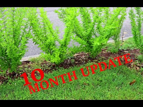 PRIVET HEDGE 10 MONTH UPDATE (2020)