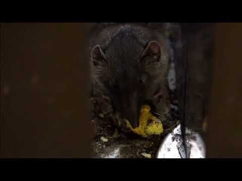 臭鼩 / 錢鼠 Asian House Shrew