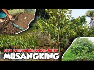 PEMUPUKAN POHON DURIAN USIA 6 BULAN PASCA TANAM
