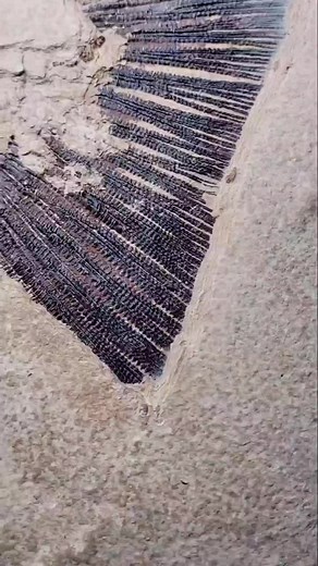 #fossil #fossils #view #live #follow #amazing #paleontology #fossiltok #geology #rocks #science #wyoming #love #CandyCrushAllStars #wy #driven #loveu