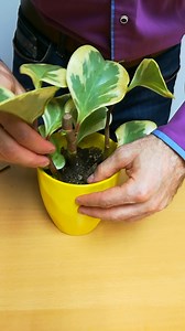 8.3K views · 119 reactions | This peperomia suffered a lot. It was so...