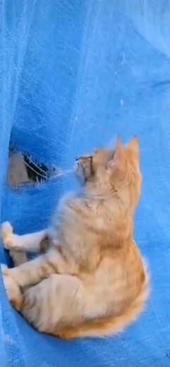 Divertidas caídas de gatos con humor y música de Luis Fonsi