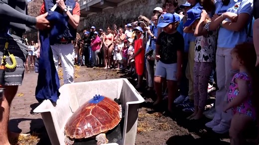 15K views · 507 reactions | CORRECTION: Loggerhead turtle 'Amadora' was released back into the Atlantic Ocean after being found with a 10 cm fishing hook in her throat. We are deleting older posts with incorrect spelling in the video | Reuters | Facebook