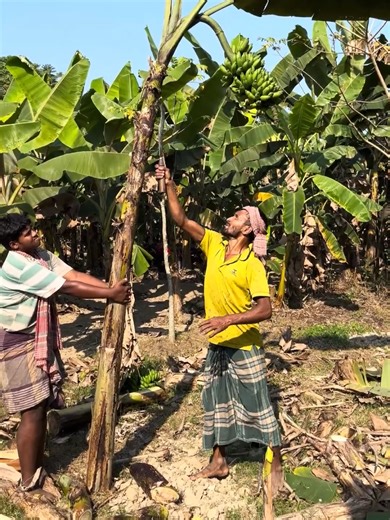 Satisfying Tree Chopping ASMR Experience