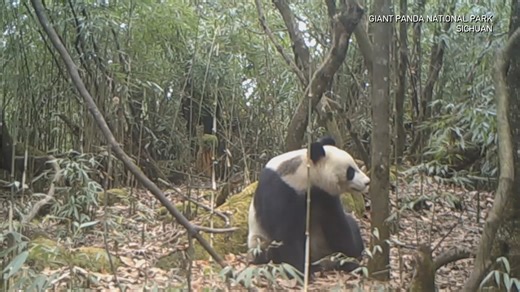Infrared cameras in Sichuan's Giant Panda National Park have captured giant pandas, dwarf musk deer, Sichuan takins and more than 20 other rare species. The area is now home to 894 wildlife species and over 2,200 plant species, making it a global biodiversity hotspot. #ChinaBiodiversity #PlanetMatters | CGTN