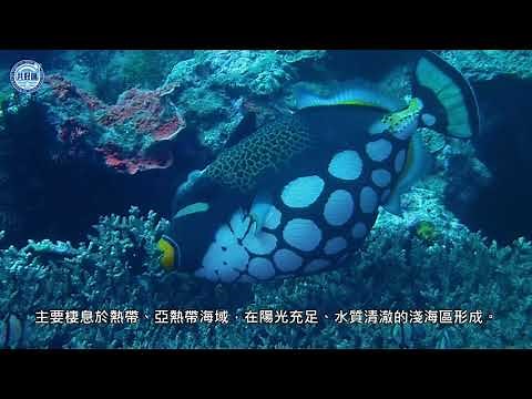 認識海洋生態--珊瑚礁