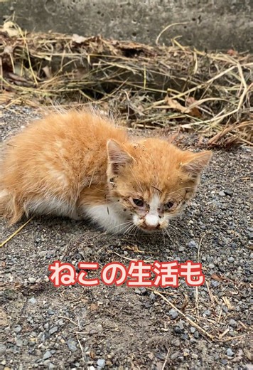 大量の草にひとりぼっちで埋もれてた保護猫ニコくん🐈 今ではすっかり家猫さんになって楽しく過ごしています😊💕 お外の猫ちゃん達は本当過酷な生活だと目の当たりにした😣 #保護猫 #生後1ヶ月 #子猫 #猫のいる暮らし #成長記録 #猫好きさんと繋がりたい #癒し動画
