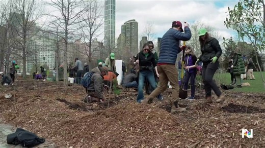 Tiny forest sprouts in concrete jungle