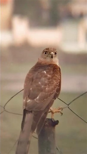 🦅A silent hunter watching every move #accipiter #shikra #indianbirds #naturephotography #wildlife