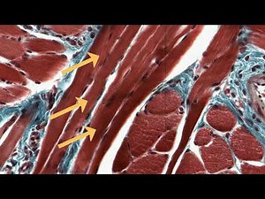 Skeletal Muscle Longitudinal Section