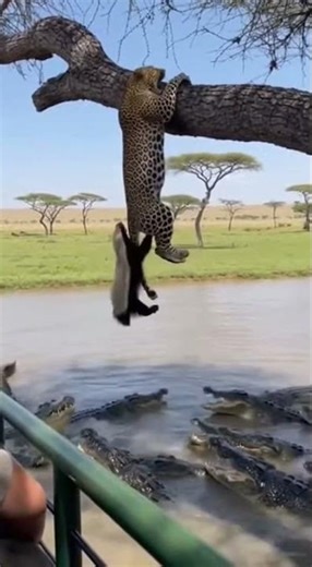 Leopard & Honey Badger Stuck Above Crocodiles