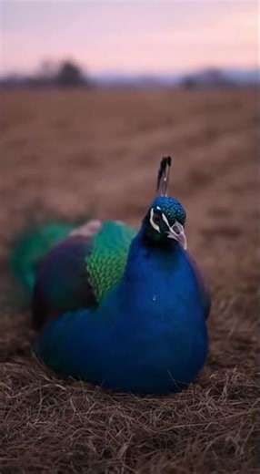 Cartoon Pets Visiting the Zoo!#ZooTrip #KidsCartoon