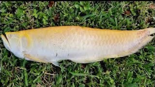 Reflecting on memories with our albino dragon fish