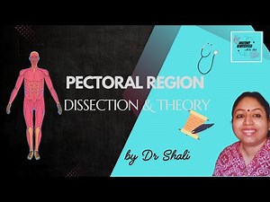 Pectoral Region | Dissection and Theory Explanation
