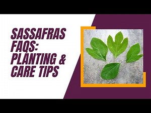 Sassafras FAQs Planting & Care Tips