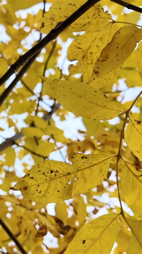 🍁 Fall at Fayette 🍁 From above and throughout the grounds, Fayette Historic State Park is putting on a show. The bursts of color are bright against the limestone cliffs, historic buildings, and calm harbor — a glimpse of fall in motion on the Garden Peninsula. 🎥 This recent footage shows current views at the park — with Delta County’s fall colors near their peak. The drive down the peninsula is as beautiful as the destination itself, and this is the moment to see it. 📍 Fayette Historic State