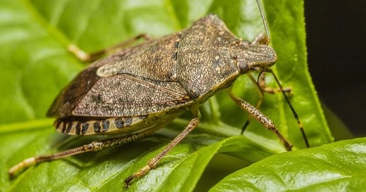 B.C. government declares the stink bug a public nuisance