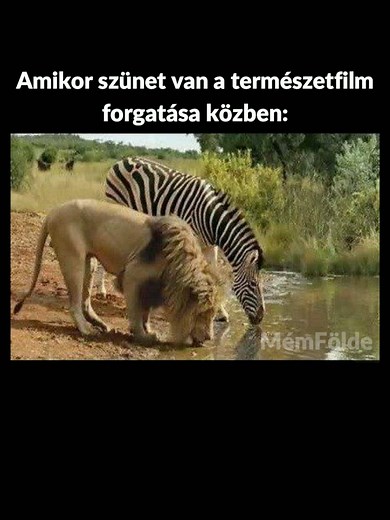 Állat mémek 8 #magyar #magyartiktok #magyarmemes #magyarmeme #magyarmém #magyarmémek😎 #mém #magyarmémek #mémekmagyarul #mémek #mémfölde #állat #állatok #háziállat #vicc #vicces #viccesbe #vicces #viccesvideo #viccesvideók #poén #poénvideó #poénos #poénvideo #neked #nekedbelegyen #nekedbelegyen❤️ #nekedbeakaromlatni #nekedbeszeretnémlátni #nekedbeeeee #pusztuljonforyouba #pusztuljonaforyouba #pusztuljonfyba #pusztoljonforyouba #pusztuljonforyouba❤️🥴💪🏾 #fyp