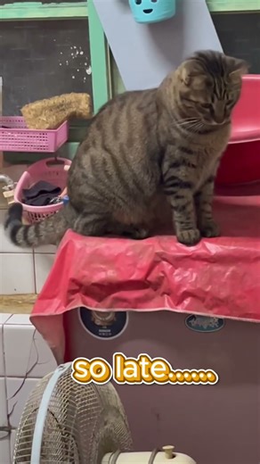 Sitting on the washing machine and waiting for the roach #cat