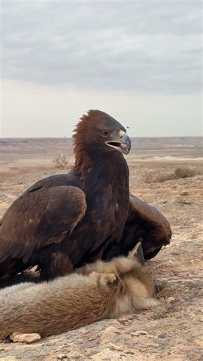 Golden Eagle vs Fox 🦅🦊 | Epic Wildlife Encounter! #Shorts