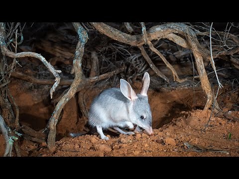 Safeguard the future of Australia's iconic Bilby with AWC