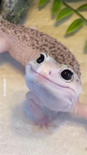 Adorable Gecko Interactions with Exotic Pets