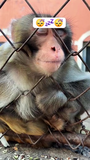 #monkeyfunny #monkey #funnymonkey #monkeymemes #monkeylove #monkeyfun #meme #monkeymeme #monkeys #funny #memes #lol #monkeysofinstagram #ma #monke #chimp #chimpmeme #chimpanzee #bonobo #ape #funnymeme #gorilla #funnymonkeymeme #monkee #monkeememe #haha #memesdaily #orangutan #aprilfoolsday #hehe | Lover Nature