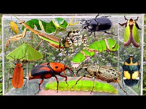 Wild Bug Hunting, Garden Insect Collecting: Rare Caterpillars, Red Palm Weebill, Mantis & More