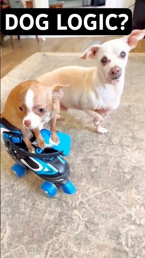My Dog’s Rollerblade Tutorial Gets Totally Ruined 😂 #funnydog #dogshorts #viralshorts